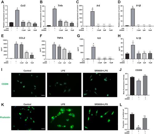 Figure 3 SR9009 attenuated LPS-induced cytokines release in primary retinal microglia. (A–D) The qPCR results showing that SR9009 treatment decreased the release of cytokines Ccl2 (A), Tnfα (B), Il-6 (C) and Il-1β (D) in primary retinal microglia. (E–H) The results of ELISA test demonstrating that SR9009 treatment decreased the release of CCL2 (E), TNFA (F), IL6 (G) and IL1B (H) following LPS stimulation. (n = 3–4). (I) Immunofluorescent staining of CD206 (green) and DAPI (blue) in primary microglia with or without SR9009 treatment. (J) The barplot demonstrate the intensity value of CD206 staining in different groups. (n=5). (K) The actin filaments were stained with phalloidin (green) to demonstrate the morphology change of microglia under different treatments. Scale bar, 10μm. (L) The barplot show the proportion of ramified microglia cells. SR9009 treatment significantly attenuated the morphology of microglia change from a ramified morphology to an amoeboid morphology. (n = 6–7). (Means±SEM). #p<0.05 compared with the control group. **p < 0.01, and ****p < 0.001 compared with LPS group.