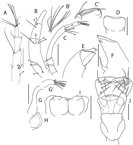 Figure 11. Beksitanais vanhoeffeni sp. nov., (a), female antennule; (b), male antennule; (b’) detail of male antennule; (c), female antenna; (d), labrum; (f), left mandible; (e), right mandible; (g), maxillule; (g’), maxillule endite, distal; (h), maxilla; (i), labium; (j), maxilliped. Scale lines = 0.1 mm