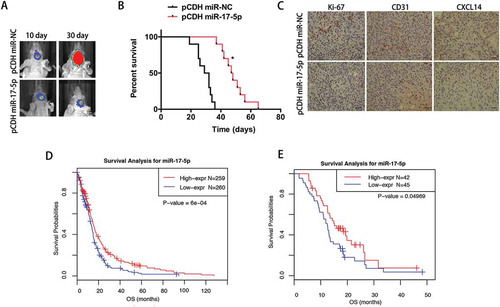 Figure 6. Reduced miR-17-5p expression predicts poor survival in GBM patients.A, Representative bioluminescence images of mice bearing intracranial pCDH- or pCDH miR-17-5p-transfected N3 cells on the days indicated (n = 10 each group). B, Kaplan–Meier survival curve of mice injected with bearing pCDH- or pCDH miR-17-5p-transfected N3 cells. C, Immunohistochemical analysis of paired sections of Ki-67, CD31 and CXCL14 expression in intracranial tumours. Scale bar = 100 μm (lower). D-E, Survival analysis for miR-17-5p in TCGA (D) and CGGA (E) datasets. F-G, Univariate and multivariate analysis of gliomas in TCGA (F) and CGGA (G) datasets.