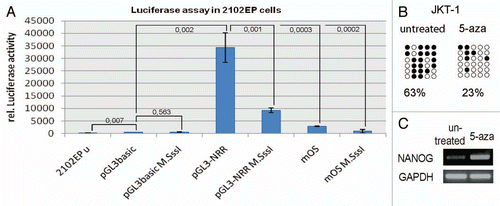 Figure 1 Luciferase assay in 2102EP embryonal carcinoma cells. (A) Relative luciferase activity of the NRR (pGL3-NRR), the in vitro methylated NRR (pGL3-NRR M.SssI), the NRR with mutated OCT3/4-SOX2 binding site (mOS) and in vitro methylated NRR with mutated OCT3/4-SOX2 binding site (mOS M.SssI). Untransfected (2102EP u) and “empty” vector transfected cells (pGL3basic) served as controls. (B) NRR methylation level in JKT-1 cells before (untreated) and after treatment with 10 µM 5-aza-2'-deoxycytidine (5-aza). Filled circles indicate methylated CpGs, empty circles indicate demethylated CpGs. (C) RT-PCR analysis of NANOG-expression before (untreated) and after treatment with 5-aza (5-aza).