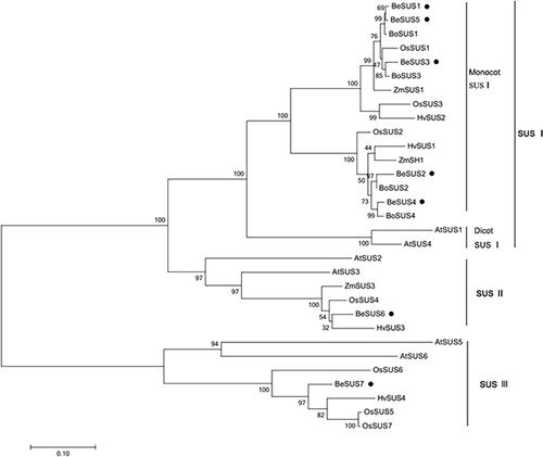 Figure 1. Phylogenetic analysis of B. emeiensis SUS genes and other plant SUS homologs.