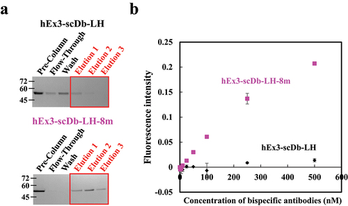 Figure 4. SpA-binding evaluation of hEx3-scDb-LH and hEx3-scDb-LH-8m. (a) SpA-binding evaluation using an SpA-packed column. Each fraction was eluted with two column volumes (CVs) of buffer. (b) evaluation of SpA binding in an SpA-immobilized plate assay.