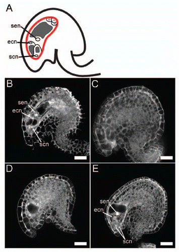 Figure 3 CLSM (confocal laser scanning microscopy) images of mutant and wild-type female gametophytes. The majority of triple-mutant ovules were abnormal. (A) Schematic diagram of ovule, with female gametophyte encircled by red line. (B) Wild-type ovule. (C–E) Triple-mutant ovules. Of the 73 triple-mutant ovules observed, 57 lacked the embryo sac (C), 7 carried a female gametophyte that terminated its development before completion (D), and 9 appeared to be morphologically normal (E). ecn, egg cell nucleus; scn, synergid cell nucleus; sen, secondary nucleus. Bars = 20 µm.