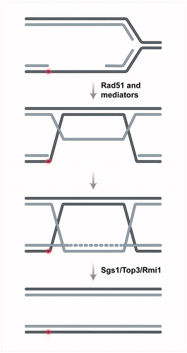 Figure 4. Schematic representation of postreplicative template switching. The process is initiated by invasion of Rad51-coated ssDNA gaps into the homologous duplex, leading to annealing of the parental strands (in black) and exposure of the nascent strand (in grey) as a template for DNA synthesis. The process leads to transient formation of double Holliday Junction-like molecules, which are swiftly processed by the Sgs1–Top3–Rmi1 complex to restore a normal replication fork structure. A color version of this figure is available online (see color version of this figure at www.tandfonline.com/ibmg).