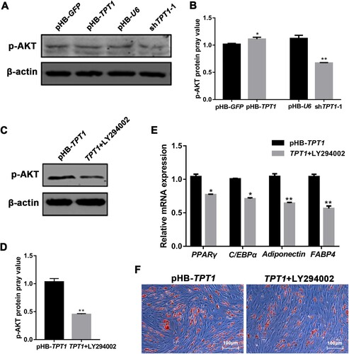 Figure 4. Effect of TPT1 on FOXO1 expression in ovine SVFs. (A) The mRNA expression of FOXO1 in TPT1-overexpressing and TPT1-inhibiting SVFs compared with the negative controls. (B) Western blotting implying FOXO1 protein levels in TPT1-overexpressing and TPT1-inhibiting SVFs compared with the negative controls. (C) Analysis of the grey values of FOXO1 blots in TPT1-overexpressing and TPT1-inhibiting SVFs based on Western blotting. *P < 0.05, **P < 0.01, ***P < 0.001.