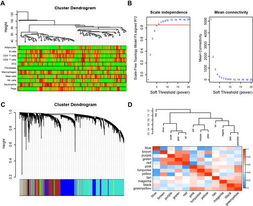 Figure 2 Construction of a WGCNA co-expression network of MDD patients. (A) Sample clustering molecular map; red representation of samples is marked as nonzero in the table. (B) Calculation and selection of the optimal soft threshold power. The influence of different powers on scale Independence (left), and the effect of different powers on mean connectivity (right). (C) Tree diagram of clustering of 20,011 genes and 13 combined modules in 125 MDD patients. (D) Correlation heat map of 13 modules.