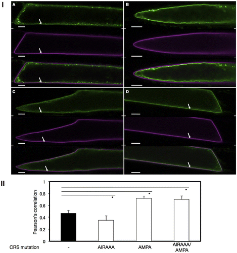 Fig. 4. Colocalization analysis of VSR4 and their mutants fused to sGFP with a PM marker transiently expressed in leek epidermal cells.