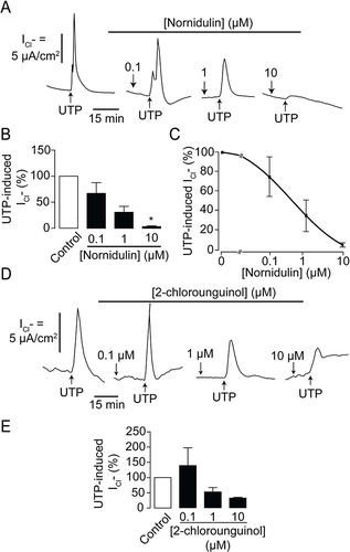 Figure 3 Effect of depsidone derivatives on TMEM16A activity. (A) Dose-inhibition studies of N9 (nornidulin) on UTP-induced Cl− secretion across IL-treated Calu-3 cell monolayers. A representative apical Cl− current tracing is shown. (B) Analyses and comparisons of apical Cl− current in IL-4-treated Calu-3 cell monolayers with or without N9 (nornidulin) at various concentrations (0.1 µM, 1 µM, and 10 µM). (C) IC50 determination. Data are analyzed by Hill’s equation and expressed as means of % UTP-activated apical Cl− current ± S.E.M. According to the Hill coefficient, IC50 was approximately 0.8 µM. (D) Dose-inhibition studies of N15 (2-chlorounguinol) on UTP-induced Cl− secretion across IL-treated Calu-3 cell monolayers. Representative apical Cl− current tracings are shown. (E) Analyses and comparisons of apical Cl− current in IL-4-treated Calu-3 cell monolayers with or without N15 (2-chlorounguinol) at various concentrations (0.1 µM, 1 µM, and 10 µM). The summary of data is shown. Results were expressed as % of TMEM16-dependent Cl− current peak ± S.E.M. (n = 4–6). *, p < 0.05 compared with the reference group (one-way ANOVA).