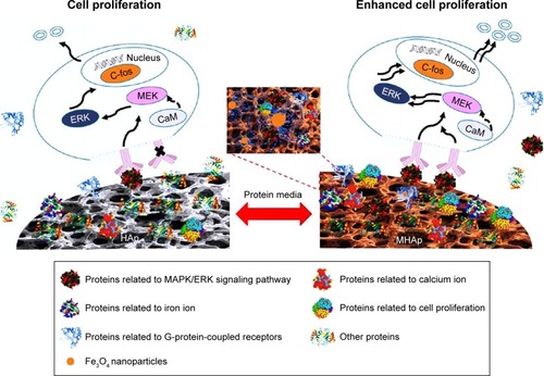 Figure 6 Schematic diagram of MHAp scaffold-enhanced MC3T3-E1 cell proliferation, showing that MAPK/ERK signaling pathway was activated by the protein corona formed on the surface of MHAp scaffold to promote cell proliferation. Reprinted with permission from Zhu Y, Yang Q, Yang M, et al. Protein corona of magnetic hydroxyapatite scaffold improves cell proliferation via activation of mitogen-activated protein kinase signaling pathway. ACS Nano. 2017;11(4):3690–3704. Copyright 2017 American Chemical Society.Citation101Abbreviations: MHAp, magnetic hydroxyapatite; HAp, hydroxyapatite.