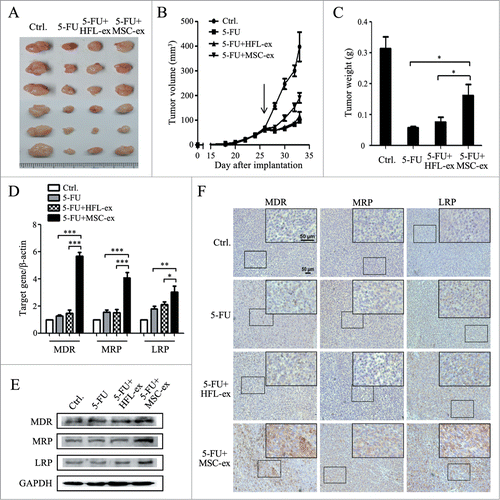 Figure 1. MSC-exosomes induce resistance of gastric cancer cells to 5-FU in vivo. (A) The size of tumors at the end of the experiment from mice treated with PBS (Ctrl.), 5-FU, 5-FU+HFL1-exosomes, 5-FU+MSC-exosomes. (B) Tumor growth curves in mice treated with PBS, 5-FU, 5-FU+HFL1-exosomes, or 5-FU+MSC-exosomes (n=6). Treatment was initiated when tumors reached a volume of 50–100 mm3. (C) The mean weight of tumors at the end of the experiment (at day 7 after chemotherapy treatment) from mice treated with PBS, 5-FU, 5-FU+HFL1-exosomes, or 5-FU+MSC-exosomes (n=6). (* P<0.05). (D) Relative quantitative PCR analyses of MDR, MRP, and LRP gene expression in tumor tissues from mice treated with PBS, 5-FU, 5-FU+HFL1-exosomes, or 5-FU+MSC-exosomes. (* P<0.05, ** P<0.01, *** P<0.001.) (E) The expression levels of MDR, MRP, and LRP proteins were examined by using western blot. (F) Immunohistochemical analyses of MDR, MRP and LRP protein expression in tumor tissues from mice treated with PBS, 5-FU, 5-FU+HFL1-exosomes, or 5-FU+MSC-exosomes. Original magnification, × 100, smaller one at top right corner, × 200. Scale bar = 50 μm.