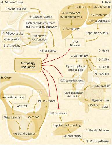 Figure 8. Autophagy role in metabolic abnormalities acquired during PCOS in various metabolic organs. Autophagy plays a crucial part in governing the metabolic response in affected tissues in PCOS. (A) Adipose tissue: Obesity-driven INS resistance because of adipocyte dysfunction and defaulted INS signaling pathway is suppressed via the induction of autophagy. (B) Ovary: Hyperinsulinemia and hyperandrogenism both share a direct relationship, where INS promotes the expression of steroidogenic enzymes ARK1C3 and CYP17A1. Regulation of autophagy inhibits INS resistance and hyperandrogenemia. (C) Skeletal muscles: Autophagy is attenuated in PCOS via activation of MTOR accounts for INS resistance. (D) Heart: Cardiac autophagy gets halted by decreased autophagy protein level and decreased AMPK phosphorylation responsible for causing hypertrophy in cardiac cells, leading to cardiovascular (CVS) complications. (E) Liver: Decline in turnover of autophagosomes is observed in response to decreased vitamin D level, contributes to liver disease which gets suppressed on autophagy stimulation