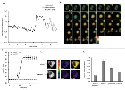 Figure 1. PKA activity increases during mitosis. YFP/CFP ratio (normalized on the average of the 5 first time point values), corresponding to PKA activity during the mitosis of one representative HeLa cell (black). At t = 4h45, when the division has occurred, the 2 curves correspond to each daughter cell (dark gray and light gray) (A). Pseudo color images representing YFP/CFP ratio around mitosis of the same cell from t = 2h35 to t = 5h10 (scale bar = 10μM) (B). For the functionality control of the AKAREV biosensor and of the inactive mutant AKAREV T>A, YFP/CFP ratio has been measured before (t = 0 to 8 min) and after (t = 10 to 22 min) the addition of forksolin (12.5 μM) to the imaging medium, (n = 20 for AKAREV; n = 11 for AKAREV T>A). An arrow indicates the time point where forskolin was added (C). Representative images for each condition in pseudo color scale (D). Histogram represents the average YFP/CFP ratio of AKAREV (n = 8) normalized on the values obtained with its inactive mutant AKAREV T>A (n = 8). This time, all the single curves has been normalized on the late G2/prophase step. Different cell cycle steps were isolated according to morphological criterions: late G2/prophase corresponds to the 5 time points before the cell become round, mitosis corresponds to the moment where the cell is effectively round, cytokinesis corresponds to the moment where the cell stretches out and start the constriction in 2 daughter cells, and early G1 corresponds to the 5 next points (E).