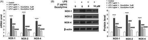 Figure 3. Doxofylline suppresses lipopolysaccharides (LPS)-induced expressions of the NADPH oxidases NOX1, NOX2 and NOX4 in human 16HBE cells. Cells were treated with 1 μg/ml LPS in the presence or absence of Doxofylline (5 and 10 μM) for 48 h. (A) mRNA of NOX1, NOX2 and NOX4; (B) protein of NOX1, NOX2 and NOX4 (****p < .0001 vs. vehicle control; ###p < .001; ####p < .0001 vs. LPS treatment group).