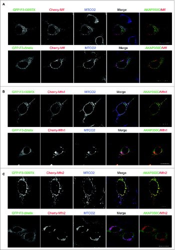 Figure 7. Overexpressed AKAP350C co-localizes with fission/fusion proteins (Mff/Mitofusins). HeLa cells were transfected with GFP-F3-I3097X or GFP-F3-Δhelix AKAP350C (green) and either Cherry-Mff (A), Cherry-Mfn1 (B), or Cherry-Mfn2 (C) (red) and then imunostained for the mitochondrial marker MTCO2 (blue). The degree of co-localization between AKAP (green) and Mff/Mfn1/Mfn2 (red) was quantified using Pearson's Correlation Coefficient (PCC). PCCs were determined using the JACOP plug-in for ImageJ software. PCCs were 0.943 for GFP-F3-I3097X with Cherry-Mff, 0.775 for GFP-F3-I3097X with Cherry-Mfn1, and 0.970 for GFP-F3-I3097X with Cherry-Mfn2. F3-Δhelix mutant of AKAP350C was not co-localized with mitochondria. (Scale bars: 20 μm).