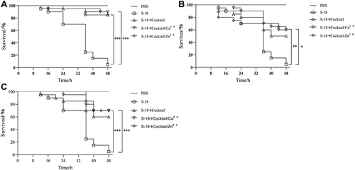 Figure 5 In vivo efficacy of phage cocktail with metal Ions Ca2+ and Zn2+ against MRSA S-18 in G. mellonella infection model. (A) Survival of G. mellonella treated with cocktail (4 × 107 PFU) alone and cocktail (4 × 107 PFU) with 0.1mM Ca2+ or Zn2+ before infection 1 h. (B) Survival of G. mellonella treated with cocktail (4 × 107 PFU) alone and cocktail (4 × 107 PFU) with 0.1mM Ca2+ or Zn2+ after infection 1 h. (C) Survival of G. mellonella simultaneously treated with cocktail (4 × 107 PFU) alone and cocktail (4 × 107 PFU) with 0.1mM Ca2+ or Zn2+. The larvae pre-treated with cocktail with 0.1mM Ca2+/Zn2+ showed significant increased survival rates compared to S-18 groups (p < 0.001). The larvae post-treated with cocktail with 0.1mM Ca2+ showed significant increased survival rates compared to S-18 groups (p < 0.01), and cocktail with 0.1mM Zn2+ showed significant increased survival rates compared to S-18 groups (p < 0.05). The larvae simultaneously treated with cocktail with 0.1mM Ca2+/Zn2+ showed significant increased survival rates compared to S-18 groups (p < 0.001). Significant differences between the S-18 groups and cocktail/Ca2+ or cocktail/Zn2+ groups were determined by ANOVA (* p < 0.05, ** p < 0.01, and *** p < 0.001). Data are expressed as means ± SD.