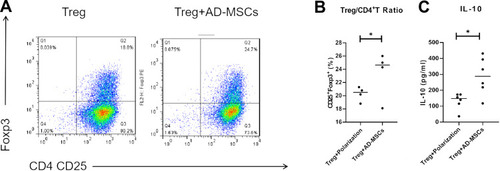 Figure 3 hAd-MSCs induced CD4+T cell differentiation into functional Treg cells. The proportion of Treg (CD4+CD25+ Foxp3+T) cells was analyzed by flow cytometry (A; B, n=4). Increased levels of IL-10 in the supernatants of co-cultured systems as tested by ELISA (C). *p<0.05.