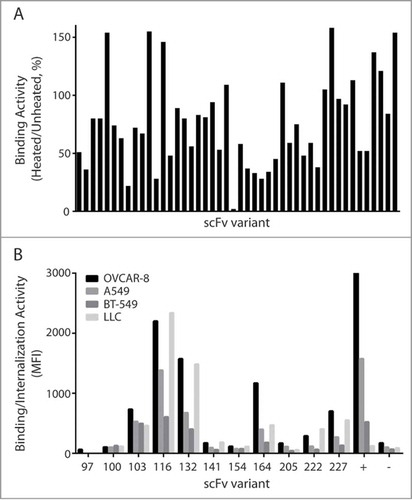 Figure 1. Measurement of thermostability and binding/internalization of anti-EphA2 scFvs 1A. Thermal challenge assay of scFvs on the surface of yeast. EphA2 binders from the final round of library selection were heat shocked prior to binding of EphA2-His6, and the antigen bound cells were evaluated for expression and EphA2 binding. The Y-axis represents the residual binding of the scFvs after incubation at 65°C for 5 minutes as measured by FACS. Mean fluorescent intensity (MFI) of antigen binding was normalized to MFI of expression. 1B. Chelated ligand-induced internalization assay (CLIA) detects the amount of scFv-conjugated liposomes on the cell surface or internalized. Soluble scFvs were conjugated to fluorescently labeled liposomes through a Ni (II)-activated nitrotriacetic (NTA) lipid, the fluorescent signal was measured and analyzed on FACS. Two scFvs (D2A6) and liposome without scFv were used as positive and negative control, respectively.