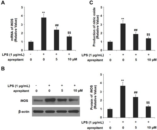 Figure 5 Aprepitant prevented LPS-induced expression of inducible nitric oxide synthase (iNOS) in RAW264.7 macrophages. Cells were treated with 1 μg/mL LPS in the presence or absence of aprepitant (5, 10 μM) for 24 h. (A) mRNA of iNOS; (B) protein level of iNOS as measured by Western blot analysis; (C) production of nitric oxide (NO) (**, ##, $$, P<0.01 vs the control group, the 1 μg/mL LPS group, the 1 μg/mL LPS+5 μM aprepitant group, respectively).