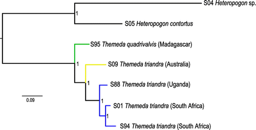 Figure 3. Nuclear genome relationships within Themeda. A Bayesian tree was inferred from genome-wide SNPs with MrBayes. Posterior probabilities are indicated near nodes. Branches are coloured based on geographical origin.