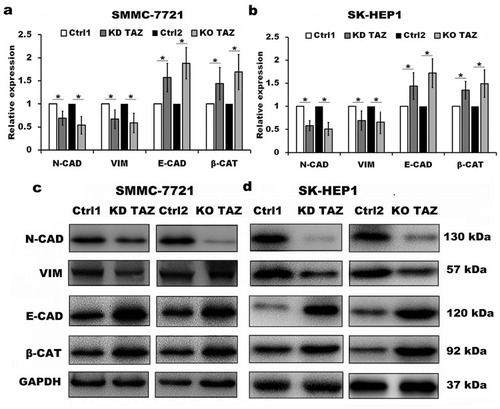 Figure 3 TAZ knockdown and knockout reduced epithelial-mesenchymal transition (EMT) of SMMC-7721 and SK-HEP1 cells.Notes: (A and B) Quantitative analysis of mRNA levels of EMT markers in stable TAZ knockdown and knockout SMMC-7721 (A) and SK-HEP1 cells (B) by RT-qPCR, and normalized against GAPDH. Data were shown as the mean±SD (n=4). P-values were obtained from Student’s t test. *P<0.05. (C and D) Protein levels of EMT markers were determined by Western blot in SMMC-7721 (C) and SK-HEP1 cells (D), and GAPDH was used as a loading control. Representative blots are shown (n=3).Abbreviations: TAZ, transcriptional co-activator with PDZ-binding motif; E-CAD, E-cadherin; β-CAT, β-catenin; VIM, Vimentin; N-CAD, N-cadherin; RT-qPCR, reverse transcription-quantitative polymerase chain reaction; GAPDH, glyceraldehyde-3-phosphate dehydrogenase; KD TAZ, knockdown of transcriptional co-activator with PDZ-binding motif; KO TAZ, knockout of transcriptional co-activator with PDZ-binding motif.