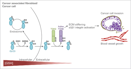 Figure 1. Working model for CLIC3-TGM2. In the reducing intracellular environment CLIC3 is reduced in a GSH-dependent manner and secreted in the oxidative extracellular environment. Extracellularly, CLIC3 reduces (activates) TGM2, which, in turn, stiffens the extracellular matrix (ECM) and activate α5β1 integrin signalling in cancer and endothelial cells, thus inducing tumour invasion and blood vessel growth.