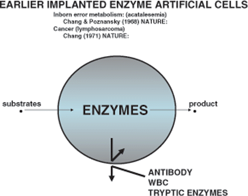 Figure 3. Basic principle of the use of enzyme artificial cells for implantation in inborn errors of metabolism (e.g., acatelasemia) and cancer (lymphosarcoma).