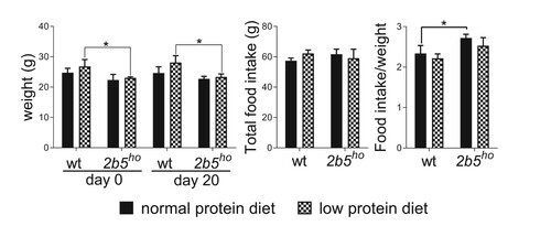 Figure 2. The low protein diet did not affect body weight and food intake of wt and 2b5ho mice. Body weight was lower in 2b5ho mice than wt mice at the start of the experiment (day 0). The body weight did not signficantly change during the experiment (day 20). Both genotypes ate comparable amounts of food during the experiment (total food intake). The body weight and food intake were similar between the two diets. Statistical analyses of diet-related changes are shown in Suppl. Data File 1. Graphs show average ± sd (n=3 per group). *, p < 0.05.