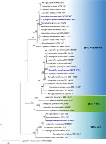 Figure 1. Maximum-likelihood (RAxML) analysis based on combined ITS, BenA, CaM, and RPB2 sequence data showing the relationship of the isolates CNUFC SF23, CNUFC CY2264, and CNUFC GRS15 with related species in sections Aenei, Nidulantes, and Usti of the genus Aspergillus. The numbers above or below the branches represent maximum-likelihood bootstrap percentages. Bootstrap values equal to or greater than 70% are indicated above or below the branches. Aspergillus ochraceoroseus NRRL 28622 was used as the outgroup. The newly generated sequence is indicated in blue.