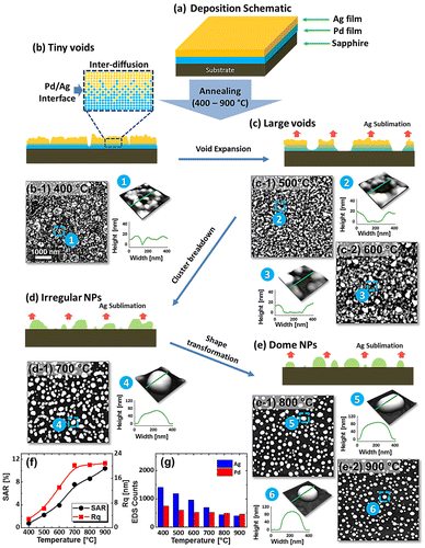 Figure 1. Evolution of Pd0.25Ag0.75 nanoparticles (NPs, total thickness 15 nm) on sapphire (0 0 0 1) with annealing temperature between 400 and 900 °C. (a) Schematic of Pd/Ag bilayer deposition. (b)–(g) Schematics of surface phenomena and corresponding AFM top-views of 5 × 5 μm2 in (b-1)–(e-2). Insets show the 3D side-views and line profiles of typical regions. (f) RMS roughness (Rq), surface area ratio (SAR) and (g) EDS counts with respect to the temperature.