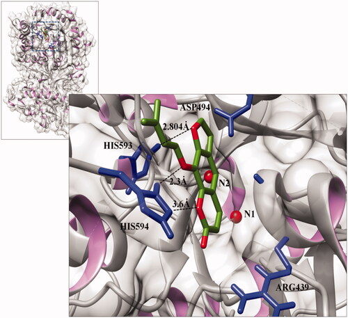 Figure 6. Interactions between isoimperatorin and Jack bean urease (PDB ID 3LA4) at the active site, generated using Discovery studio 2.1.0. The light silver colour shows the backbone of the urease protein in solid ribbon format. Carbon and oxygen atoms of the ligand molecule are shown in green and red, respectively. The interacting residues are shown in blue, while the dotted lines indicate the binding distances (Å).