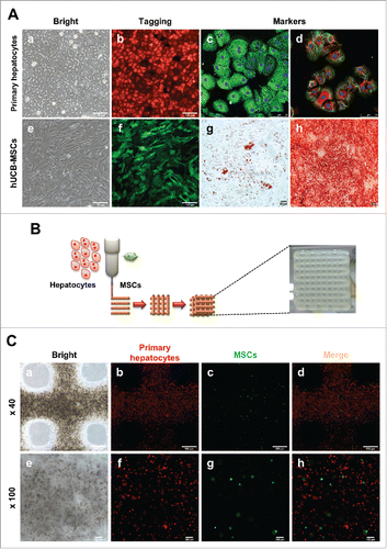 FIGURE 1. Characterization of hepatocytes and hUCB-MSCs and Fabrication of 3D printed alginate structure. (A). (a) Confirmation of hepatocyte morphology, (b) fluorescence expression in CAG-dsRed primary hepatocytes, (c) Alb (green), AFP(red), (d) CK18 (green), and CYP1A2 (red). (e) Morphology of hUCB-MSCs, (f) GFP-tagged, and (g and f) confirmation of differentiation ability into adipogenic and osteogenic linages of hMSCs. Bars, 50 μm (c-d), 100 μm (a-b, e-f), and 200 μm (g-h). (B). A schematic diagram of a 3D printed architecture composed of mouse primary hepatocytes and human MSCs. The 3D hepatic architecture manufactured to be 25 mm x 25 mm in size and composed of 5 layers. (C). Distribution of CAG-dsRed primary hepatocytes and GFP-tagged hMSCs in the 3D hepatic architecture under fluorescence microscopy at day 1. Bars, 100 μm.