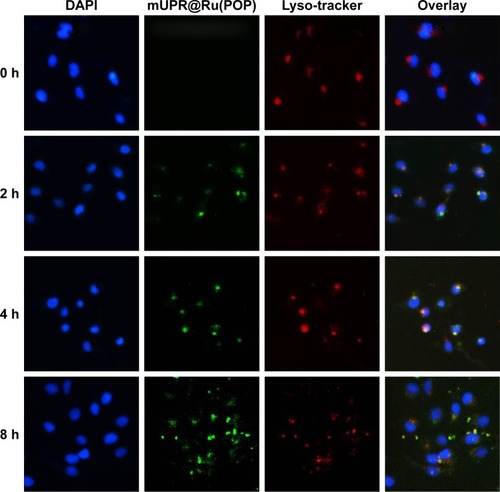 Figure 3 Colocalization of mUPR@Ru(POP) (green fluorescence), Lyso-Tracker (red fluorescence), and DAPI (blue fluorescence) in HUVECs with an observation period of 8 h.Abbreviations: DAPI, 4′,6-diamidino-2-phenylindole; HUVECs, human umbilical vein endothelial cells; mPEG, methoxy polyethylene glycol; mUPR, mPEG-UL polysaccharide-NIPAM-RGD; NIPAM, N-isopropyl acrylamide; RGD, Arg–Gly–Asp; Ru(POP), [Ru(phen)2p-MOPIP](PF6)2·2H2O; UL, Ulva lactuca.