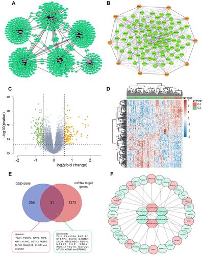 Figure 2 (A) Construction of epithelial miRNA-mRNA regulatory network in asthma. Interaction networks of miRNAs and their predicted target genes. The purple dots represent miRNAs and the green dots represent target mRNAs. (B) PPI network of the target genes constructed with Cytoscape software. Orange dots represent the key Hub genes of Top 10. (C and D) The DE-mRNAs in airway epithelium in normal controls and patients with asthma are presented with a volcano plot, and a heat map was created to show the hierarchical clustering analysis of different expression patterns. The red dots represent up-regulated mRNAs and the green dots represent down-regulated mRNAs. |FC| > 1.5 and a p value <0.05 are set as the screening criterion (E) Venn diagram showing intersection of DE-mRNAs and target genes of identified miRNAs. The intersected region represents the intersection results and 31 genes were intersected in the two groups including 12 genes up-regulated (red) and 19 genes down-regulated (light green) in asthmatics airway epithelium (F) the MiRNA-mRNA regulatory network during asthma progression based on six screened miRNAs and 31 mRNAs. Up-regulated genes are marked in red; down-regulated genes are marked in light green.