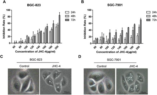 Figure 1 JHC-4 induced the formation of cytoplasmic vacuoles. (A) The anti-proliferation effect of JHC-4 on BGC-823 cells was detected by MTT. (B) The anti-proliferation effect of JHC-4 on SGC-7901 cells was detected by MTT. (C) The morphology of BGC-823 cells was observed under an inverted light microscope, after treatment with 100 μg/mL of JHC-4 for 48 hrs. (D) The morphology of SGC-7901 cells was observed under an inverted light microscope, after treatment with 100 μg/mL of JHC-4 for 48 hrs. The data shown are representative of three unique experiments.