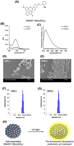 Figure 1. (A) The structure of SNARF-OBn(oNO2). (B) The absorption and (C) the emission spectra (excited at 500 nm) of SNARF-OBn(oNO2) before and after UV irradiation, where solid lines indicate SNARF-OBn(oNO2) before UV irradiation, and dashed lines indicate SNARF-OBn(oNO2) after UV irradiation. [SNARF derivatives] = 10 μM in 10 mM Tris, Hepes, and acetate buffer at pH7.0. (D, E) SEM image of SNARF-OBn(oNO2) (D) before and (E) after UV irradiation. (F, G) DLS analysis of SNARF-OBn(oNO2) (F) before and (G) after UV irradiation. (H) Schematic illustration of the photo-activated pH sensitive fluorescent cluster comprising self-assembled SNARF-OBn(oNO2).