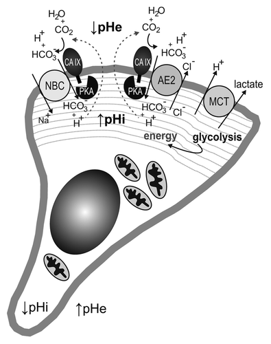 Figure 2. Schematic illustration of a migrating cell with a lamellipodium in the protruding front. The lamellipodium (indicated by dashed gray lines) contains bicarbonate metabolon(s) composed of bicarbonate transporter (sodium-bicarbonate co-transporter, NBC, and/or anion exchanger, AE2) cooperating with carbonic anhydrase IX (CA IX). CA IX is activated through the phosphorylation of its C-terminal Thr443 mediated by protein kinase A (PKA), which is also confined to and activated in the lamellipodial compartment. Catalytic conversion of pericellular carbon dioxide by CA IX produces bicarbonate ions that are imported by NBC and/or AE2 in order to increase the intracellular pH (pHi) and at the same time generates extracellular protons that acidify extracellular pH (pHe). The lamellipodium is also characterized by the absence of mitochondria and by a glycolytic metabolism, thus generating energy for the cell remodeling favoring migration and producing lactate that is extruded together with protons to the pericellular space by monocarboxylate transporter (MCT). This leads to a reversed pH gradient at the front membrane, with acidosis outside and slightly alkaline pH inside the lamellipodium.