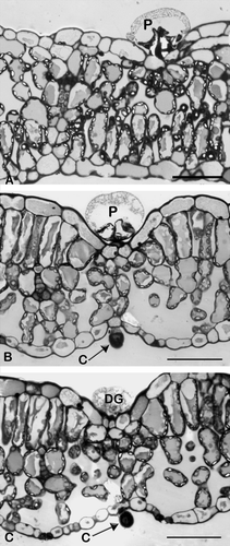 Fig. 3  Light micrographs of transverse sections of Orthosiphon labiatus leaves. (A) Peltate trichome (P), (B) capitate trichome (C), (C) degenerative peltate trichome (DG) (bar = 50 µm).