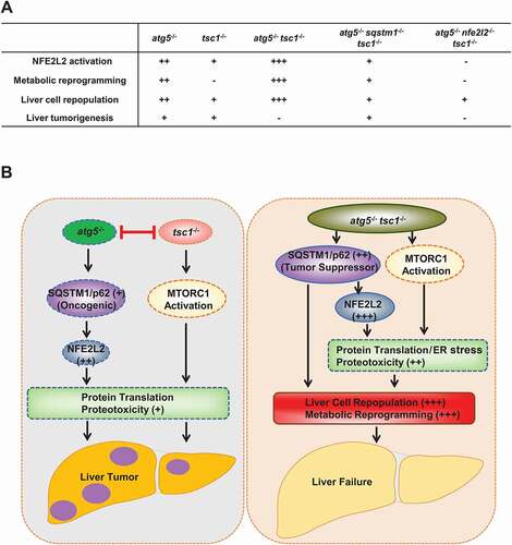 Figure 1. Hypothesis and molecular events of defective hepatic autophagy, SQSTM1/p62, MTORC1 and NFE2L2/Nrf2 in liver pathogenesis. (A). NFE2L2 activation, metabolic reprogramming, cell repopulation and liver tumorigenesis in genetically engineered mice for Atg5, Tsc1, Nfe2l2 and Sqstm1. (B) L-atg5 KO (atg5 −/−) mice have impaired hepatic autophagy resulting in the accumulation of SQSTM1/p62 and persistent NFE2L2 activation. Deletion of Tsc1 in mouse liver leads to persistent activation of MTORC1. Persistent NFE2L2 and MTORC1 activation leads to increased protein translation, proteotoxicity, liver injury and liver tumorigenesis. However, deletion of Atg5 inhibits liver tumorigenesis caused by deletion of Tsc1 and vice versa. Deletion of both Atg5 and Tsc1 leads to hyperaccumulation of SQSTM1, and persistent activation of NFE2L2 and MTORC1, resulting in liver cell repopulation, metabolic reprogramming and liver failure without liver tumor formation. SQSTM1 functions as a tumor suppressor to inhibit tumorigenesis in mice with deletion of Atg5 and Tsc1.