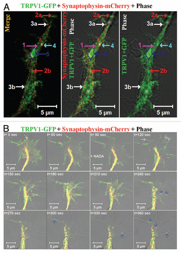 Figure 2 Distribution and movement of TRPV1 via different types of synaptic vesicles. (A) Distribution of TRPV1-GFP in different population within a neurite. Show are the live cell confocal images of a neurite developed from F11 cell expressing TRPV1-GFP (green) and Synaptophysin-mCherry (red). TRPV1-GFP is detected in different groups: (1) A diffused pattern which is mostly cytoplasmic and recovers fast from all sides after photo-bleaching (indicated by pink arrow), (2a and b) medium- and small-sized particles that move uninterruptedly with an average speed and travels long distance (indicated by red arrows respectively), (3a and b) the small particles located at the base of the existing filopodia and can move fast within the filopodial structures after activation (indicated by white arrows respectively), (4) medium-sized (indicated by blue arrow) particle which mostly stay at the inner side of the neuritic membrane but do not move. This population uptake FM4-64 dye rapidly, (5) some of the much bigger entities (indicated by a dark blue arrow and a marked region) generally remain immobile for a long time and show only flickering. These bigger particles can move all of a sudden to a short distance and very fast. Some of these entities can be categorized as cytoplasmic transport packets (CTP) as these entities fit well with the properties of CTPs. Scale bar 5 µm. (B) Shown are the live cell confocal images of a growth cone developed from F11 cell expressing TRPV1-GFP (green) and Synaptophysin-mCherry (red). Note that activation of F11 cells by NADA (at 90 sec time frame), an endogenous stimulus for TRPV1 results in rapid translocation of TRPV1-GFP to the plasma membrane (indicated by white arrows at 120 sec) resulting in sudden increase in the intensity of TRPV1-GFP at the of growth cone membrane. Activation also results in selective co-migration of TRPV1-GFP-containing pre-synaptic vesicles to filopodial structures (indicated by blue arrows). Often the movement of these vesicles follows a distinct route. So far the exact signaling events and the molecular mechanisms which regulate this translocation to membrane and movement of vesicles are not known. Scale bar 5 µm.