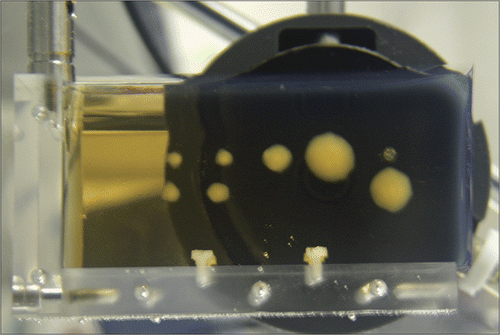 Figure 1. Illustration of the change in the opacity of a BSA polyacrylamide hydrogel due to heat-induced denaturation of the embedded proteins. The opaque lesions were created by exposure to High Intensity Focused Ultrasound (HIFU) generated by the transducer shown in the background.