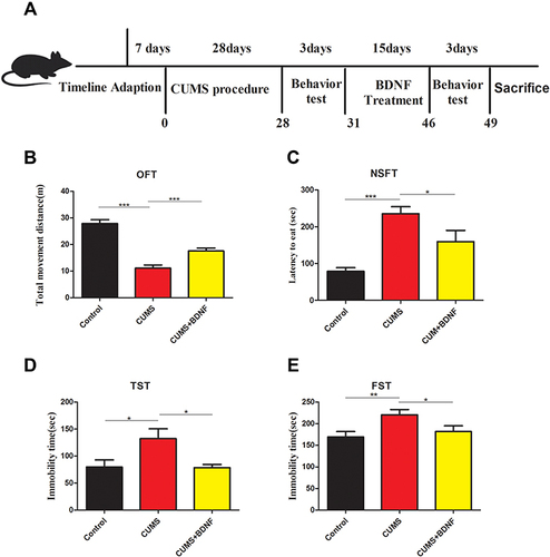 Figure 1 Intranasal BDNF treatment ameliorated CUMS-induced depressive-like behaviors. (A) Schematic representation of experimental design for the CUMS-induced depression model. (B) BDNF restored the depressive-like behaviors in OFT. (C)BDNF restored the depressive-like behaviors in NSFT. (D)BDNF treated mice exhibited less depression-like behavior in TST. (E) BDNF treated mice showed less depressive-like behavior in FST. Data are presented as mean ± S.E.M, n = 10 for control group, n = 10 for CUMS group, n = 9 for CUMS+BDNF group. *p < 0.05, **p < 0.01 and ***p < 0.001. One way ANOVA statistics: F a =47.90, F b = 14.77, F c =4.991, F d =4.723.