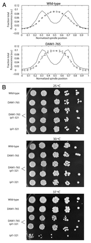 Figure 6 (A) Bir1 localizes between metaphase kinetochores in both DAM1-765 and wild-type cells. Wild-type and DAM1-765 strains carrying Nuf2-CFp and Bir1-Venus (MSY279-6C and MSY279-7B) were imaged and fluorescence distributions analyzed as described in Materials and Methods. The solid lines represent average Nuf2 (kinetochore) fluorescence and the dashed lines represent average Bir1 fluorescence. Error bars are the standard error of the mean. (B) DAM1-765 rescues ipl1-321 temperature-sensitivity. The indicated yeast strains were grown in liquid culture at 25°C to mid-log phase (MSY216-1A, MSY165-19B, PWY261-2B, pWY261-3D, SFY233-2D). Cells were diluted to a density equal to approximately 5 Klett units. 5-fold serial dilutions were spotted (3 µl per spot) onto YPD plates and grown at the indicated temperatures for 2–3 days.