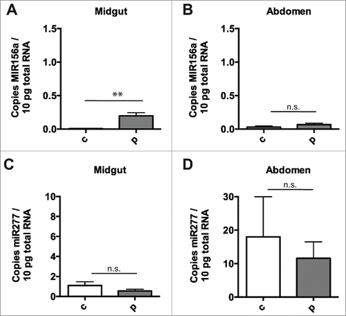 Figure 3. Negligible transfer of diet-derived miRNA to internal tissue after pollen ingestion. Plant miRNA MIR156a levels, expressed per 10pg total RNA, in honey bee midgut (A) and abdomen (B) after 24 hours of ingestion of sugar solution alone (n = 7) or sugar solution containing polyfloral pollen (n = 7) (after 48 hours of pollen-free diet). Endogenous honey bee miRNA mir277 levels in the honey bees above, expressed per 10pg total RNA, in honey bee midgut (C) and abdomen (D) after 24 hours of ingestion of sugar solution alone or sugar solution containing polyfloral pollen (after 48 hours of pollen-free diet). Copy number is expressed per 10pg total RNA. Data is expressed as Mean ± SEM, * signifies p < 0.05; ** signifies p < 0.01, n.s. signifies not significant, p > 0.05.