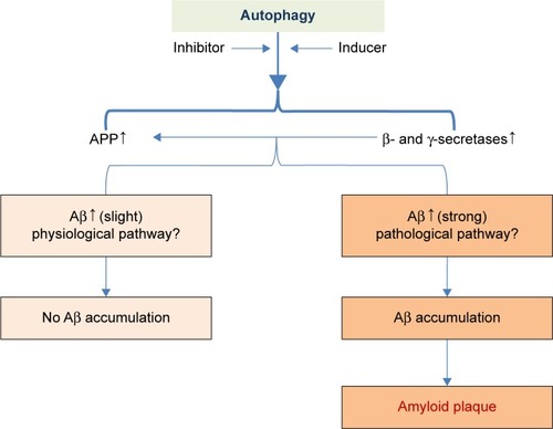 Figure 4 The hypothesis of the role of autophagy in the Aβ pathophysiology process.