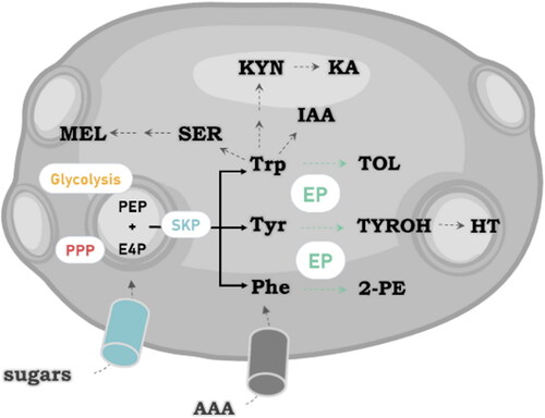 Figure 4. Schematic representation of the yeast synthesis of bioactive compounds present in beer derived from L-tryptophan. The aromatic amino acids tyrosine (Tyr), 2-phenylalanine (Phe), and tryptophan (Trp) are produced through the shikimate (SKP) pathway that begins with the condensation of erythrose-4-phosphate (E4P) and phosphoenolpyruvate (PEP) from the pentose phosphate pathway (PPP) and glycolysis, respectively.The formation of higher alcohols is leaded by the Ehrlich pathway (EP). Tryptofol (TOL), phenylethanol (2-PE), and tyrosol (TYROH) are phenolic compounds or fusel alcohols formed from Trp, Phe, and Tyr, respectively. Hydroxytyrosol (HT), indole-3-acetic acid (IAA), kynurenine (KYN), kynurenic acid (KA), serotonin (SER), melatonin (MEL).