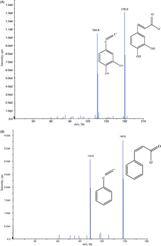 Figure 1. Chemical structures and fragmentation patterns for caffeic acid (A) and the internal standard cinnamic acid (B).
