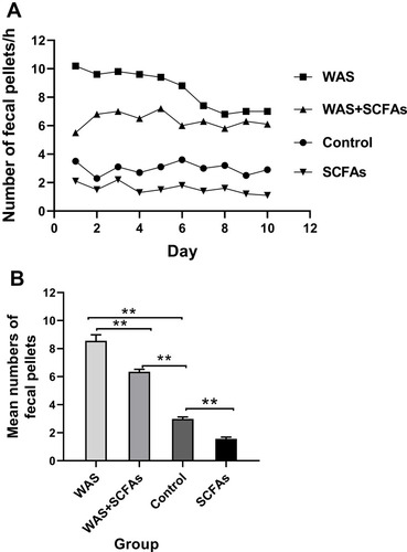 Figure 1 The fecal pellets expulsion of four groups. (A) Effect of repeated WAS and SCFAs on rat Defecation. (B) The difference among SCFAs group, Control group, WAS group, and WAS+SCFAs group.