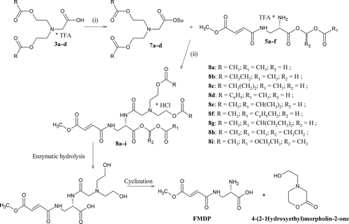 Scheme 3.  Syntheses of acyloxyalkyl ester of N2-(bis-N,N-(2-acyloxyethyl)glycinyl)-N3-(4-methoxyfumaroyl)-(l)-2,3-diaminopropanoic acid hydrochloride (8a–i), (i) HOSu/DCC and (ii) HCl/Et2O and hypothetical degradation pathway. * denotes salt formation.