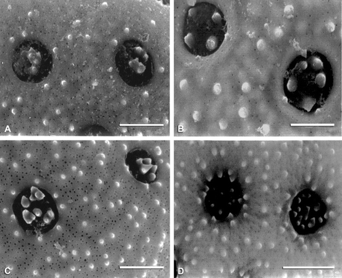 Figure 9 SEM micrographs of exine surfaces and pores: A. Proatriplex pleiantha. B. Spinacia oleracea. C. Obione pusilla. D. O. julacea. Scale bar – 2 µm.