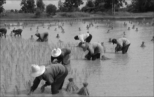 Transplanting rice in Chaiyapun, Thailand. Royalist nationalism stresses “a crucial relationship between the monarchy and the majority population of the country — still seen in most accounts as villagers, notwithstanding the recent dramatic urban‐industrial transformation of the countryside.” (Credit: Torikai Yukihiro, 2004)